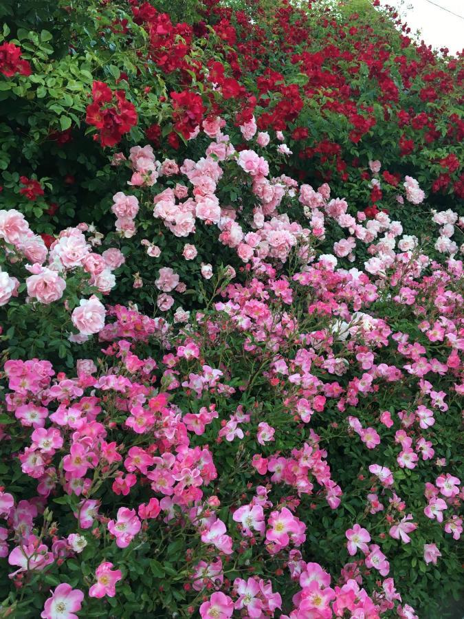 Апартаменты Au Parfum Des Roses Gunstett Экстерьер фото